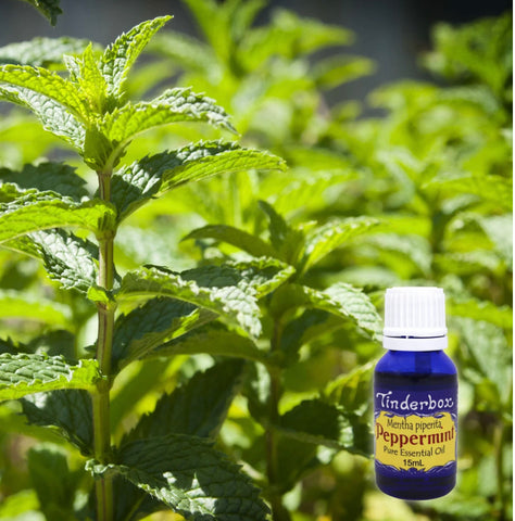 Peppermint Essential Oil